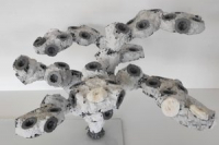 Preview: CoraRoc Coralbox 300